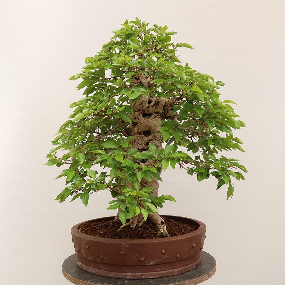 Venkovní bonsai -Carpinus Coreana - Habr korejský