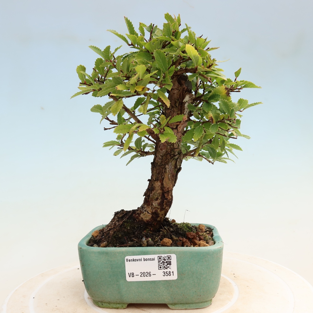 Venkovní bonsai - Zelkova - Zelkova NIRE