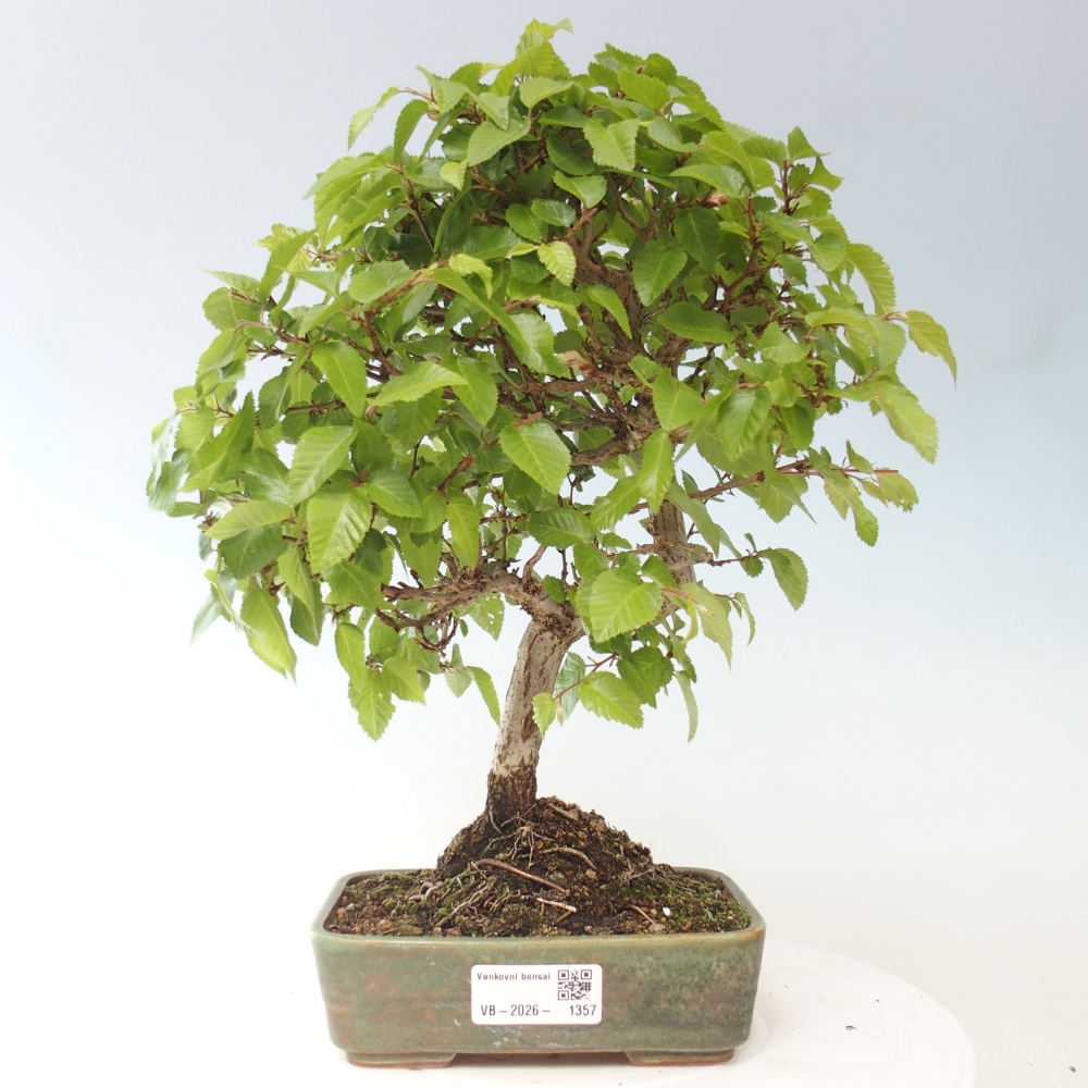 Venkovní bonsai -Carpinus CARPINOIDES - Habr korejský