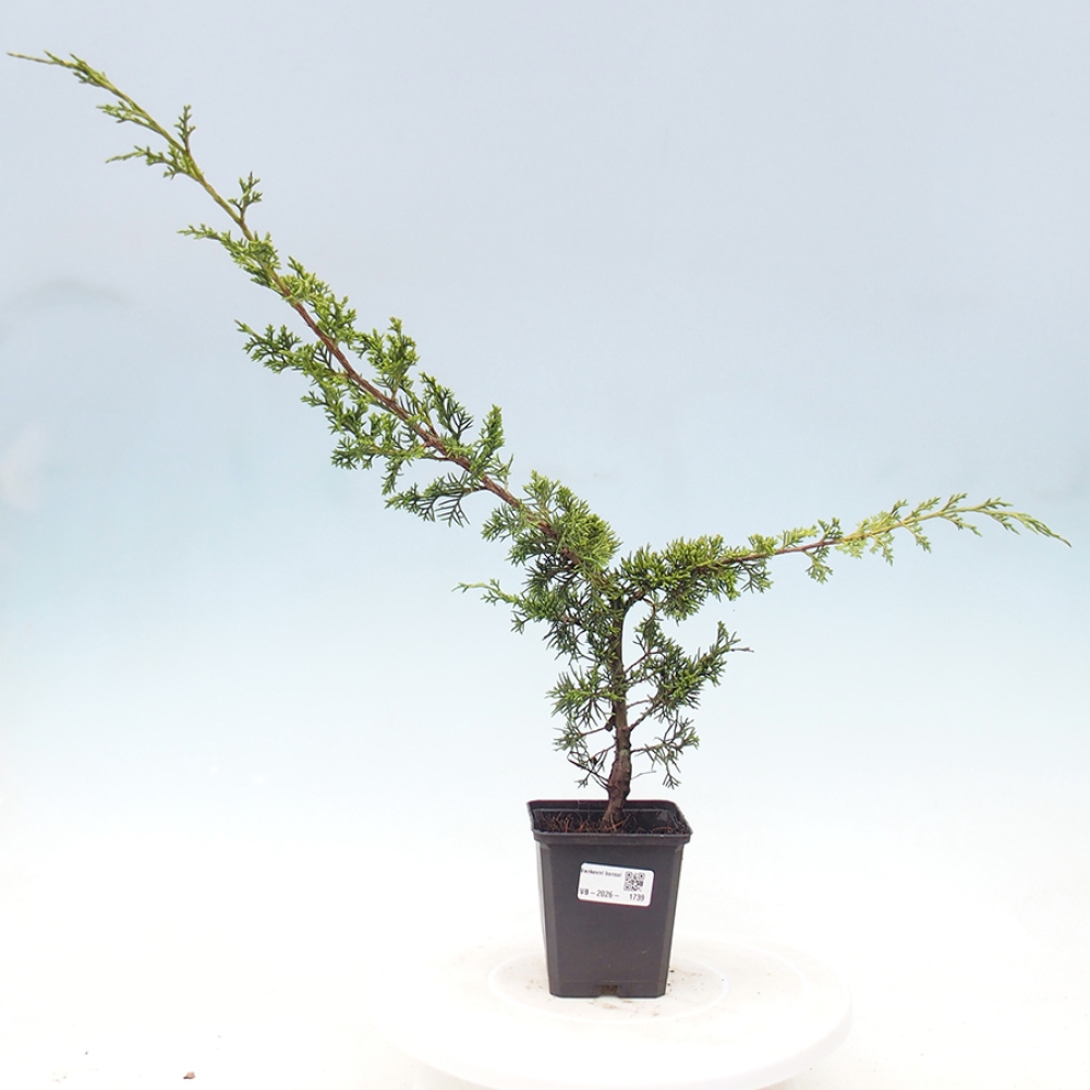Venkovní bonsai - Juniperus chinensis Itoigawa -Jalovec čínský