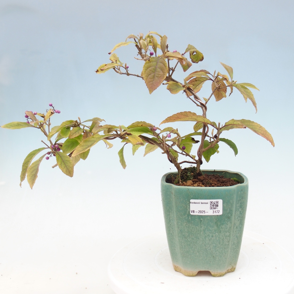 Venkovní bonsai - krásnoplodka - Callicarpa bodinierova profusion