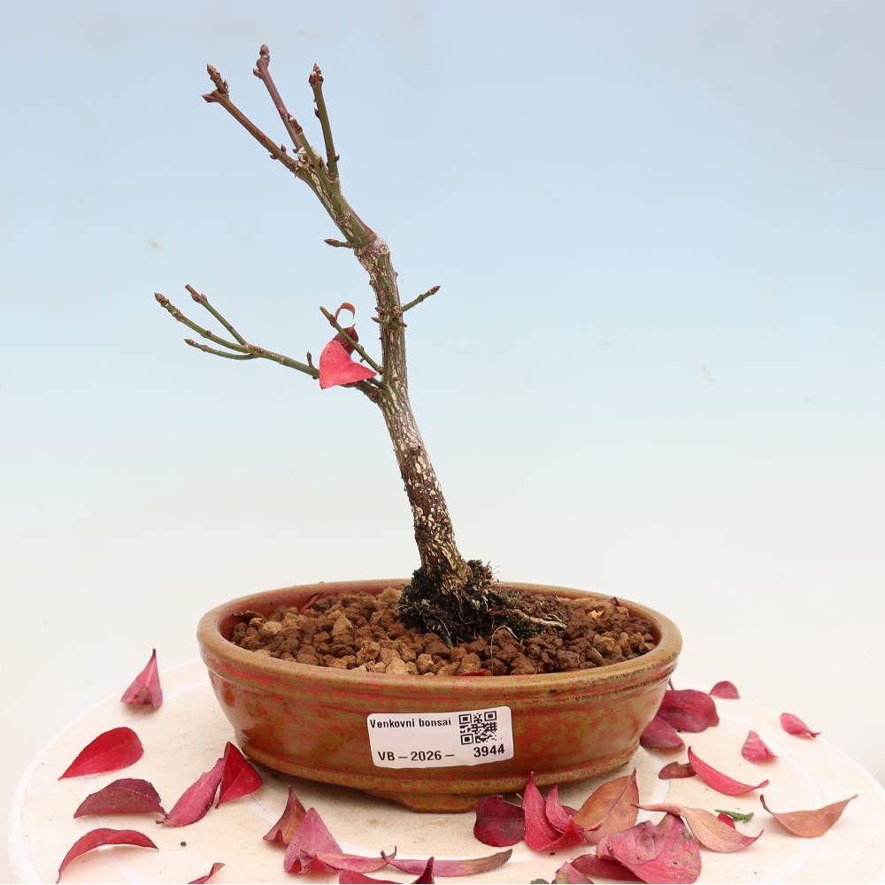 Venkovní bonsai -  Euonymus alatus comactus  - brslen křídlatý