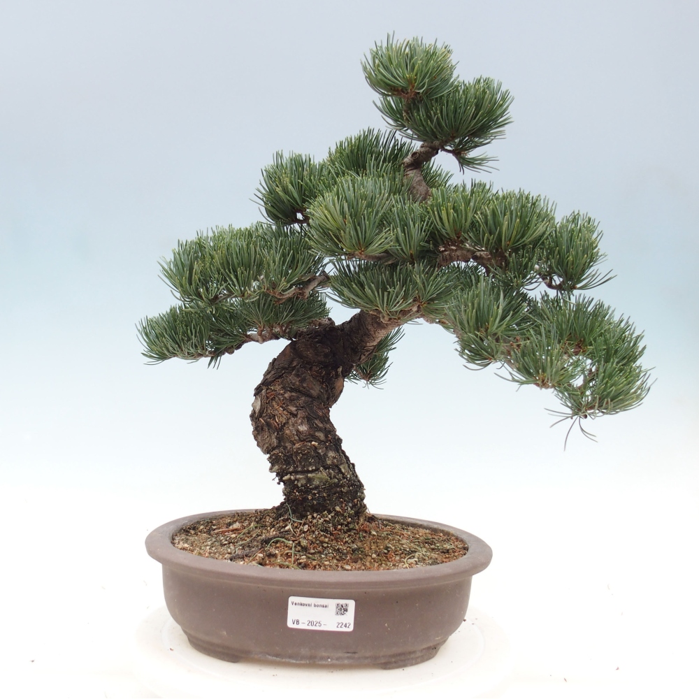 Venkovní bonsai - Pinus parviflora - Borovice drobnokvětá