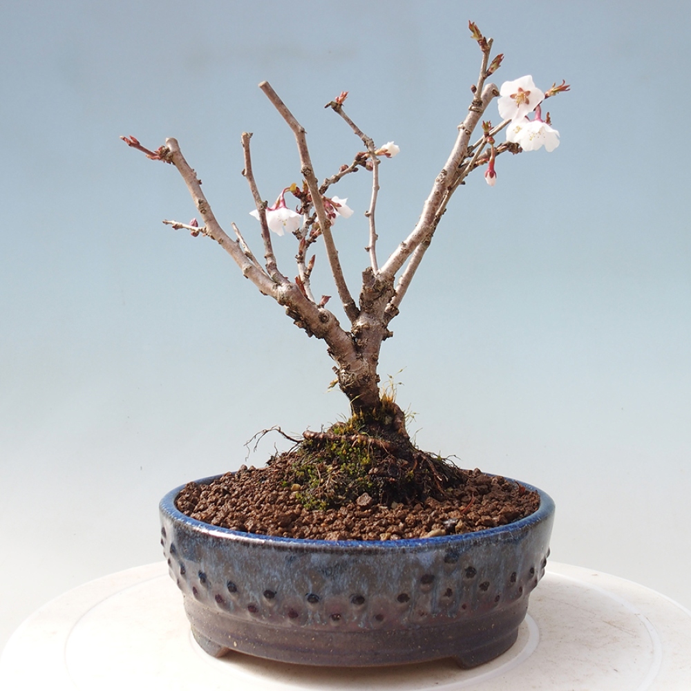 Venkovní bonsai - Prunus incisa Kojou-no mai-Slivoň vyříznutá