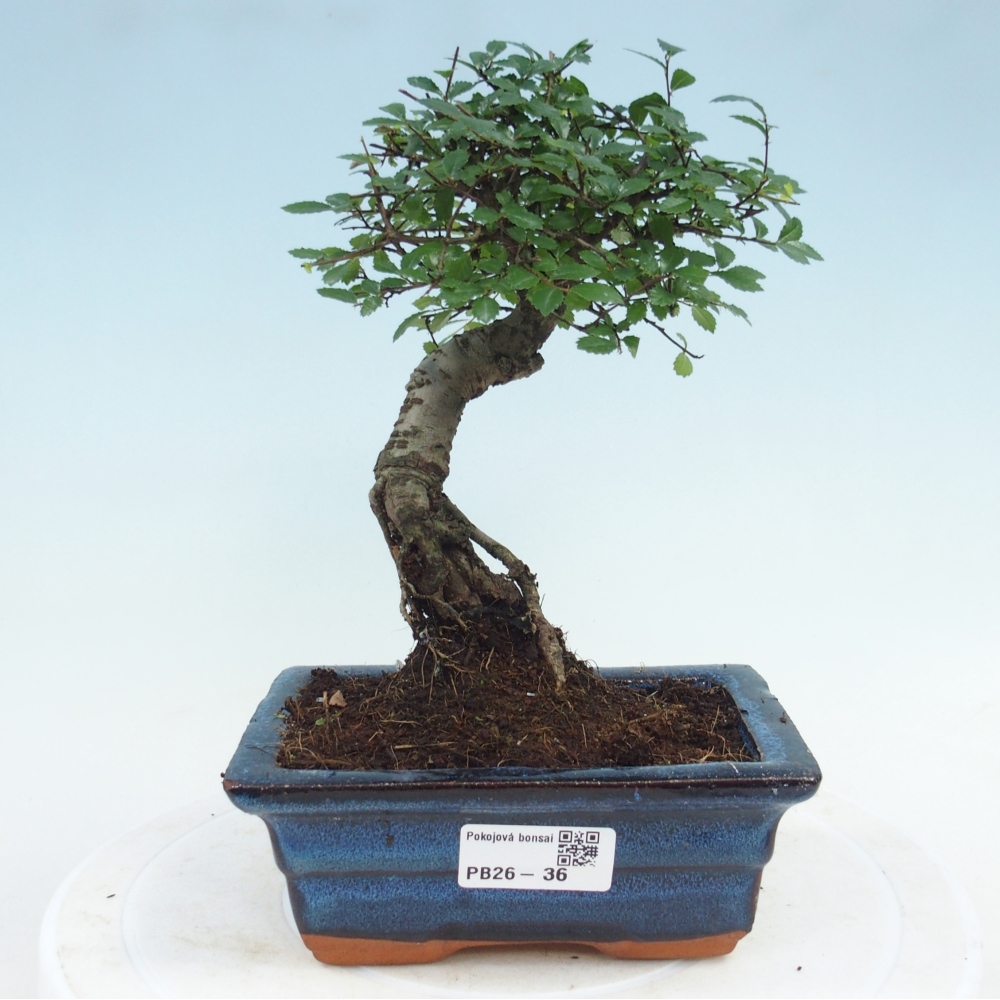 Pokojová bonsai - Ulmus parvifolia - Malolistý jilm