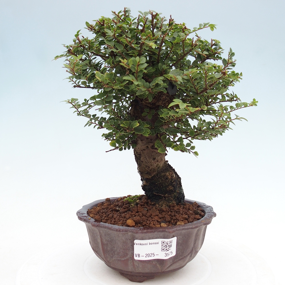 Venkovní bonsai - Ulmus parvifolia Hokkaido - jilm Čínský