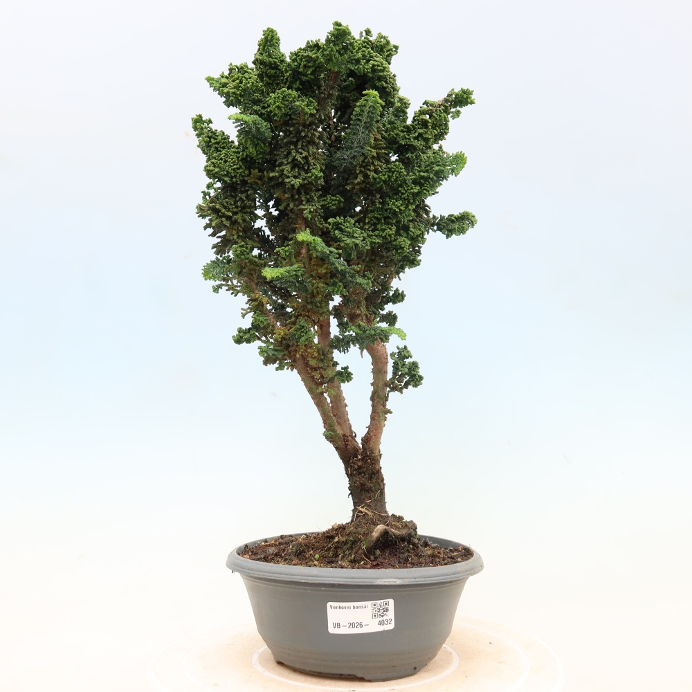 Venkovní bonsai - Cham. obtusa SEKKA HINOKI - Cypřišek