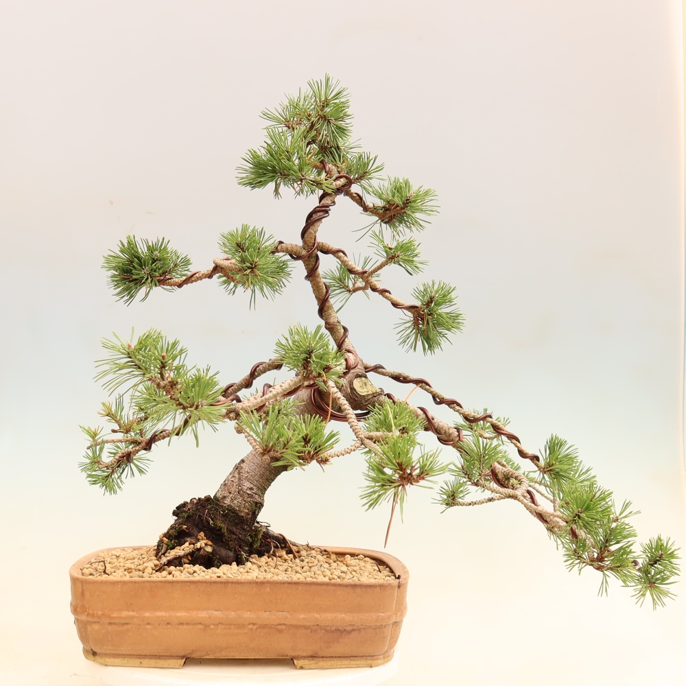 Venkovní bonsai - Pinus mugo Humpy  - Borovice kleč