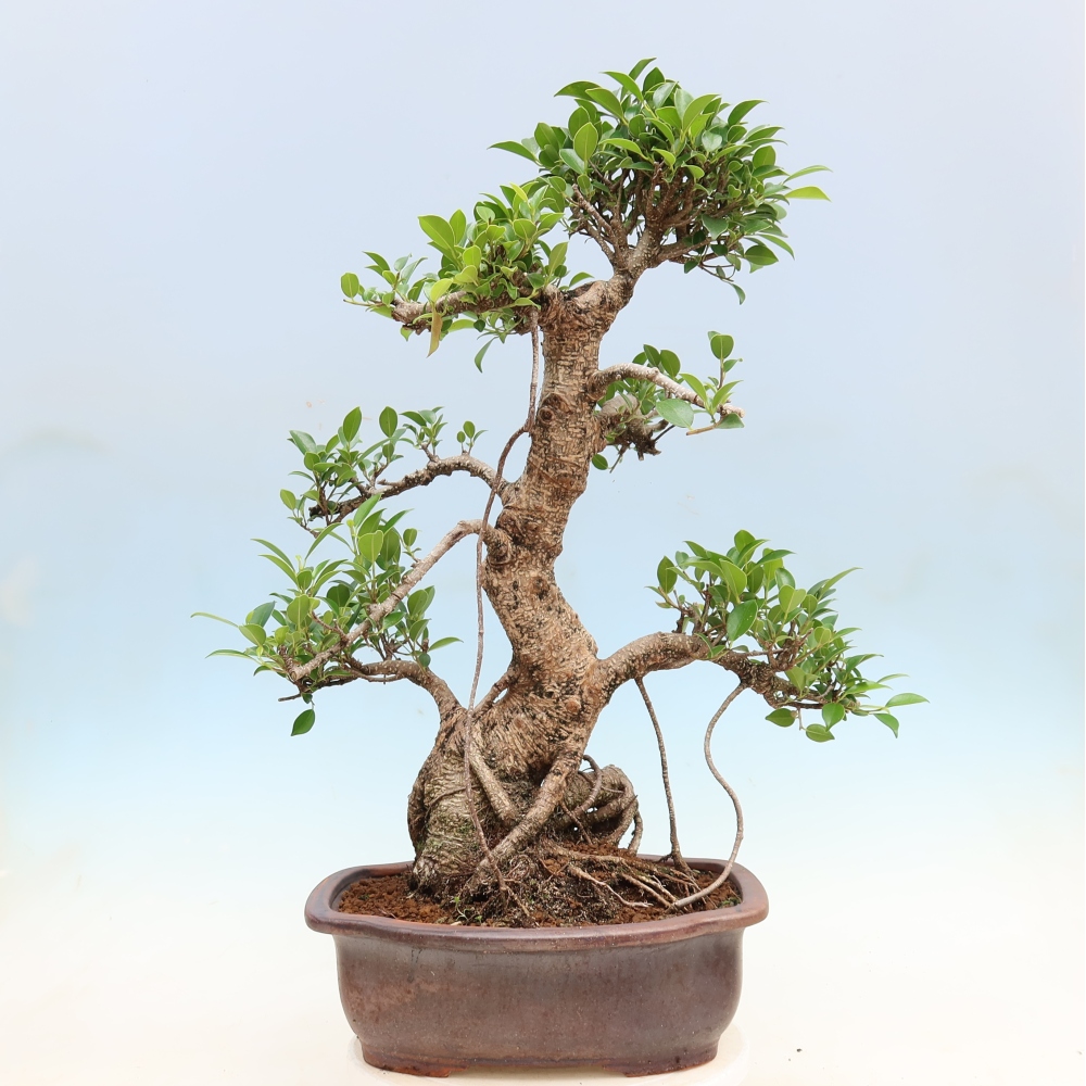 Pokojová bonsai - Ficus kimmen -  malolistý fíkus
