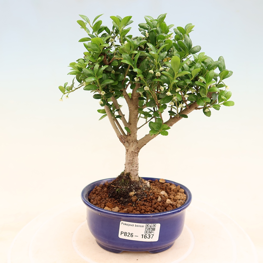 Pokojová bonsai - Ilex crenata - Cesmína