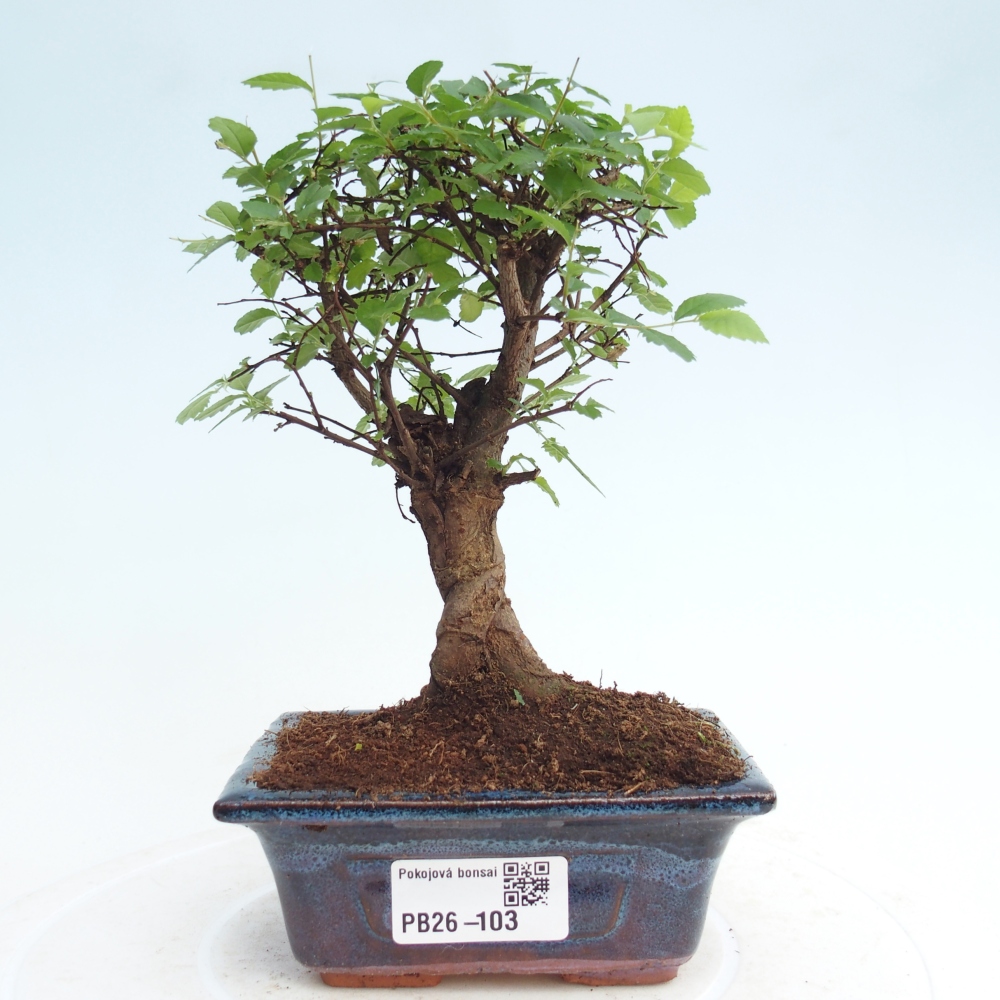 Pokojová bonsai - Ulmus parvifolia - Malolistý jilm