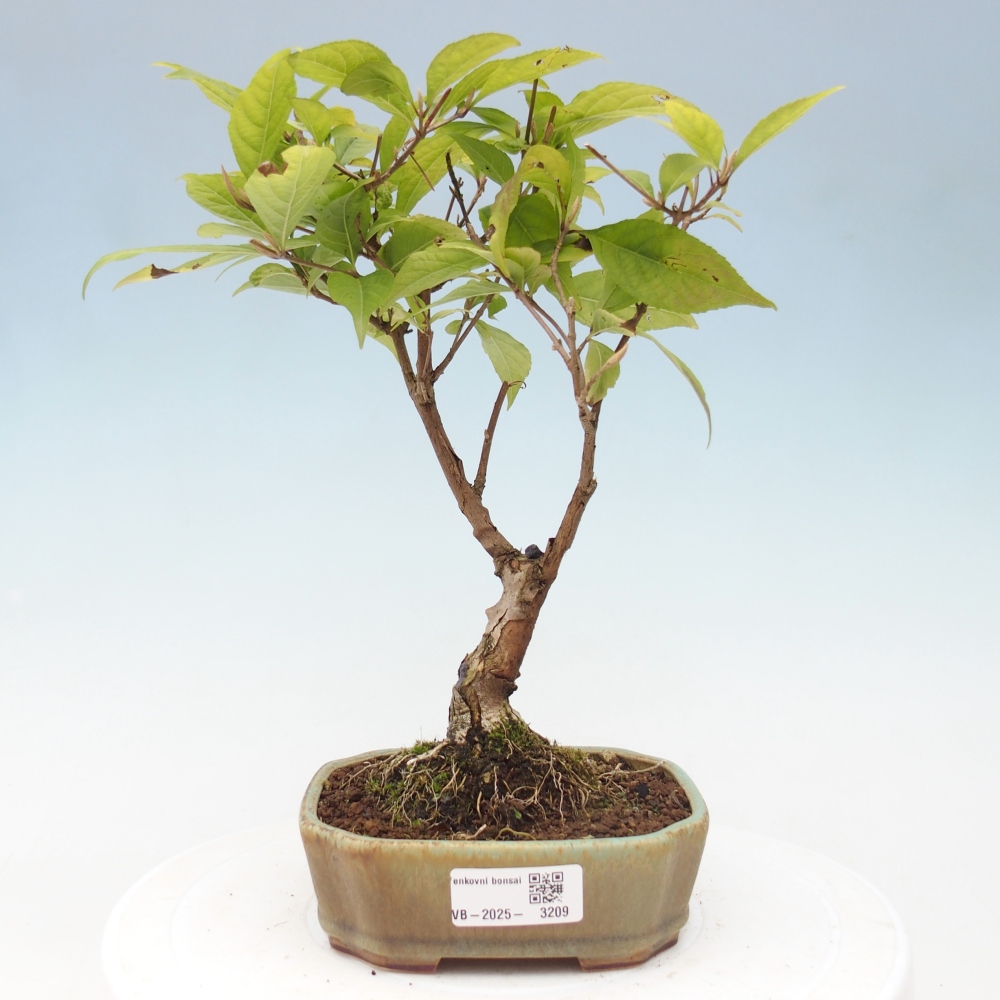 Venkovní bonsai - krásnoplodka - Callicarpa japonica
