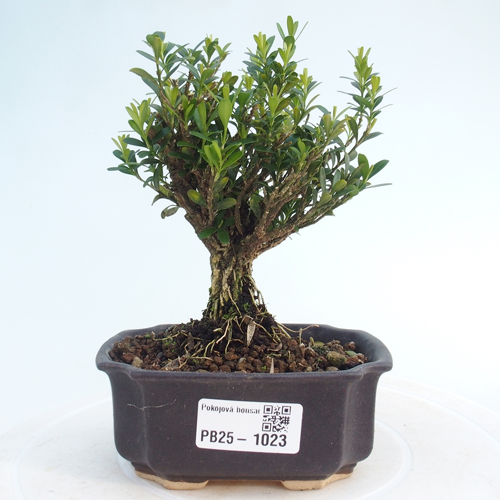 Pokojová bonsai - Buxus harlandii - korkový buxus