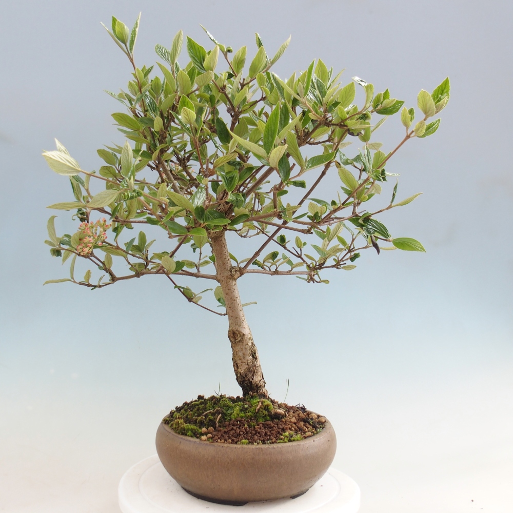 Venkovní bonsai-Kalina Bodnanská - Viburum carlesii hemsi 
