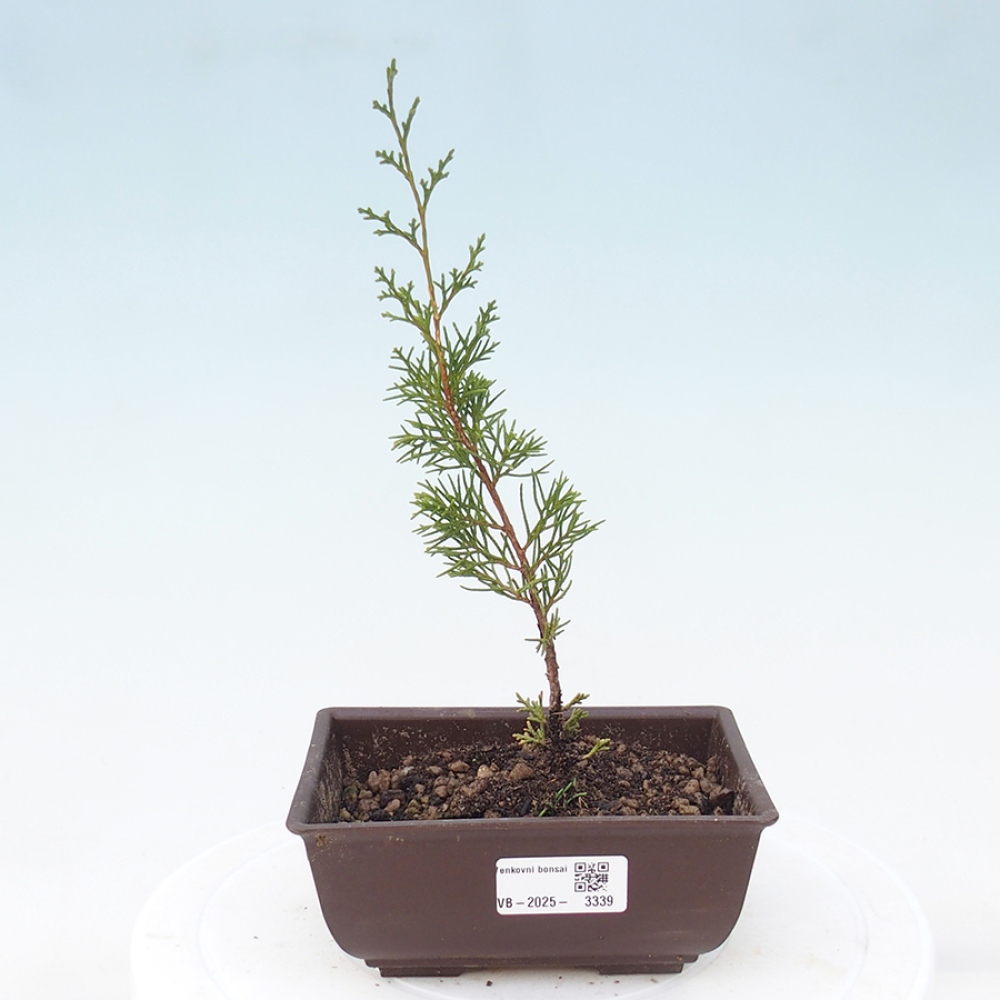 Venkovní bonsai - Juniperus chinensis Itoigawa -Jalovec čínský