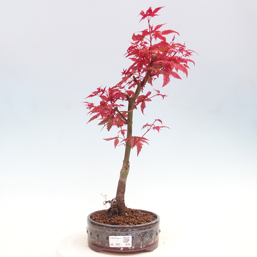 Venkovní bonsai - Javor dlanitolistý - Acer palmatum DESHOJO