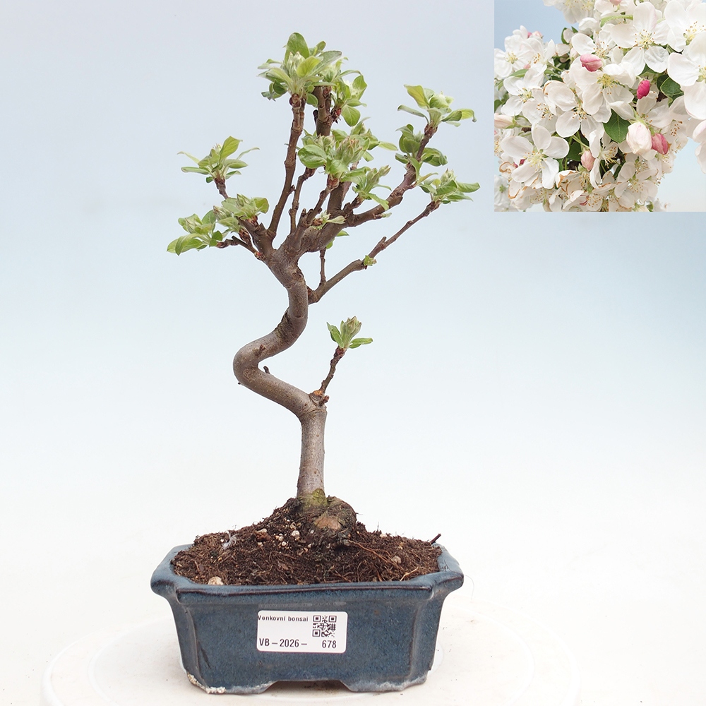 Venkovní bonsai -Malus halliana - Maloplodá jabloň