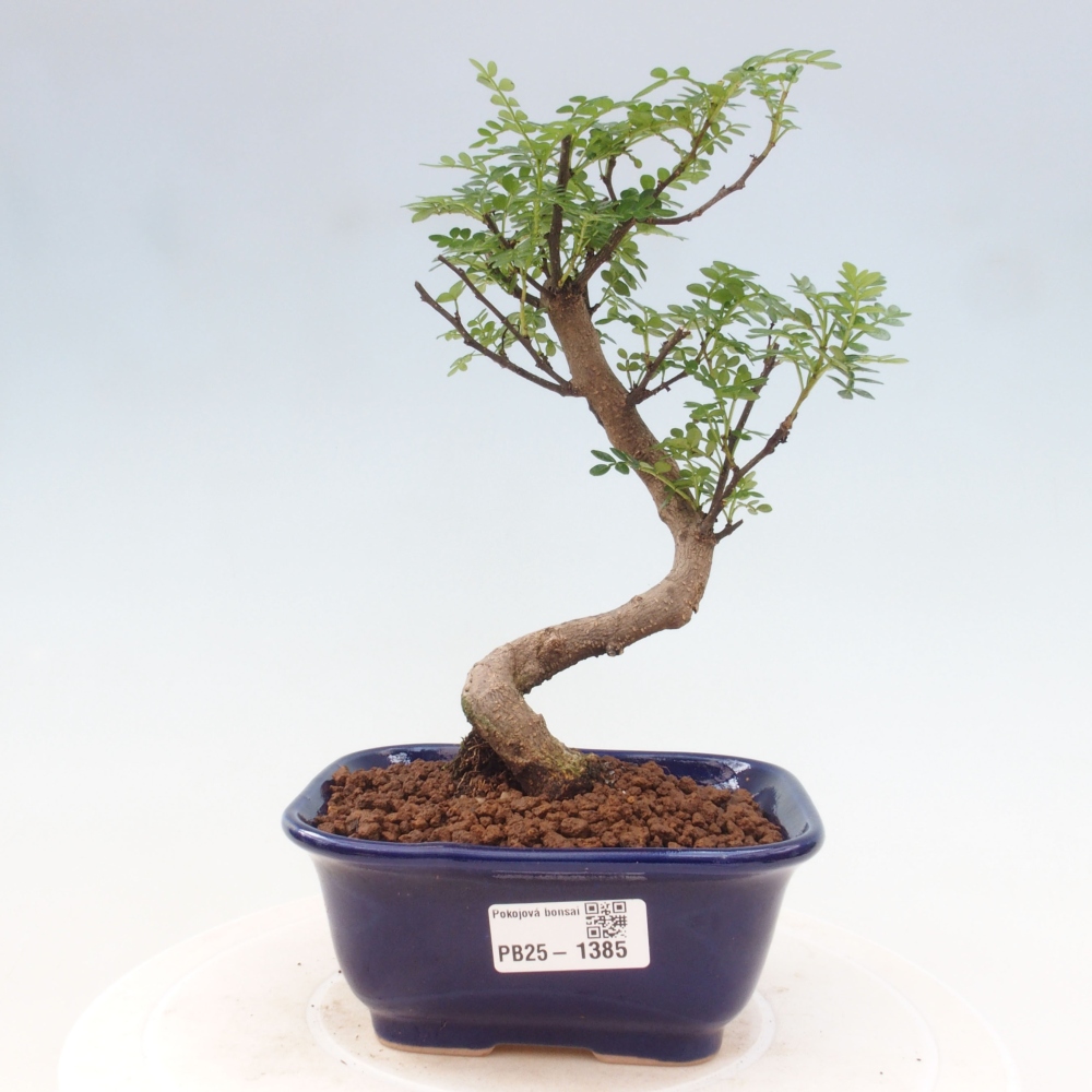 Pokojová bonsai - Zantoxylum piperitum - pepřovník