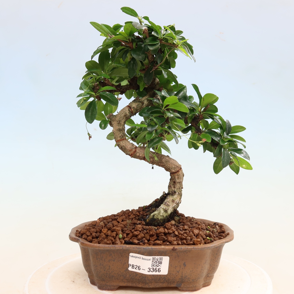 Pokojová bonsai - Carmona macrophylla - Čaj fuki