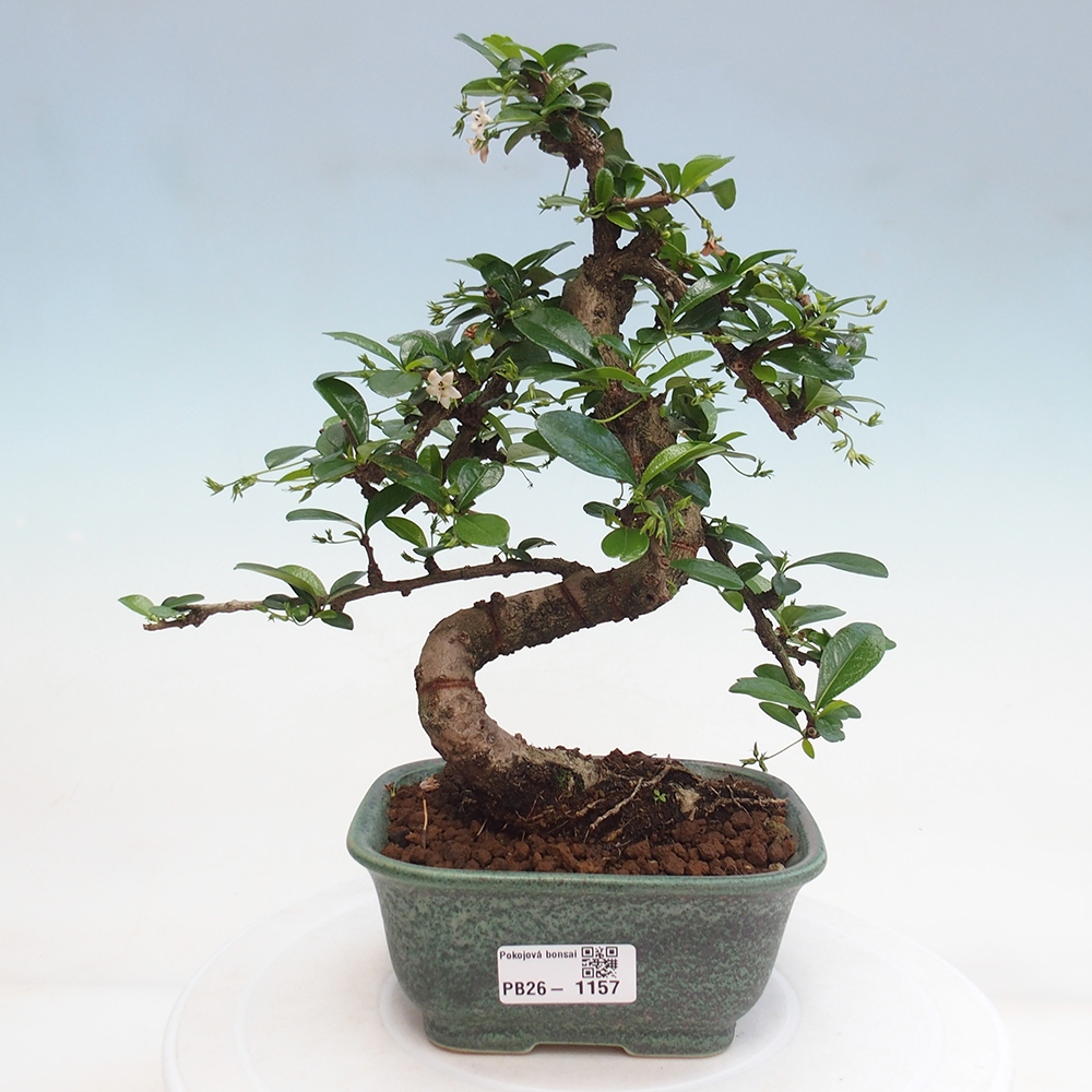 Pokojová bonsai - Carmona macrophylla - Čaj fuki