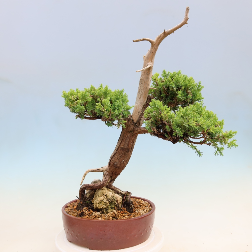 Venkovní bonsai - Juniperus squamata – Jalovec šupinatý