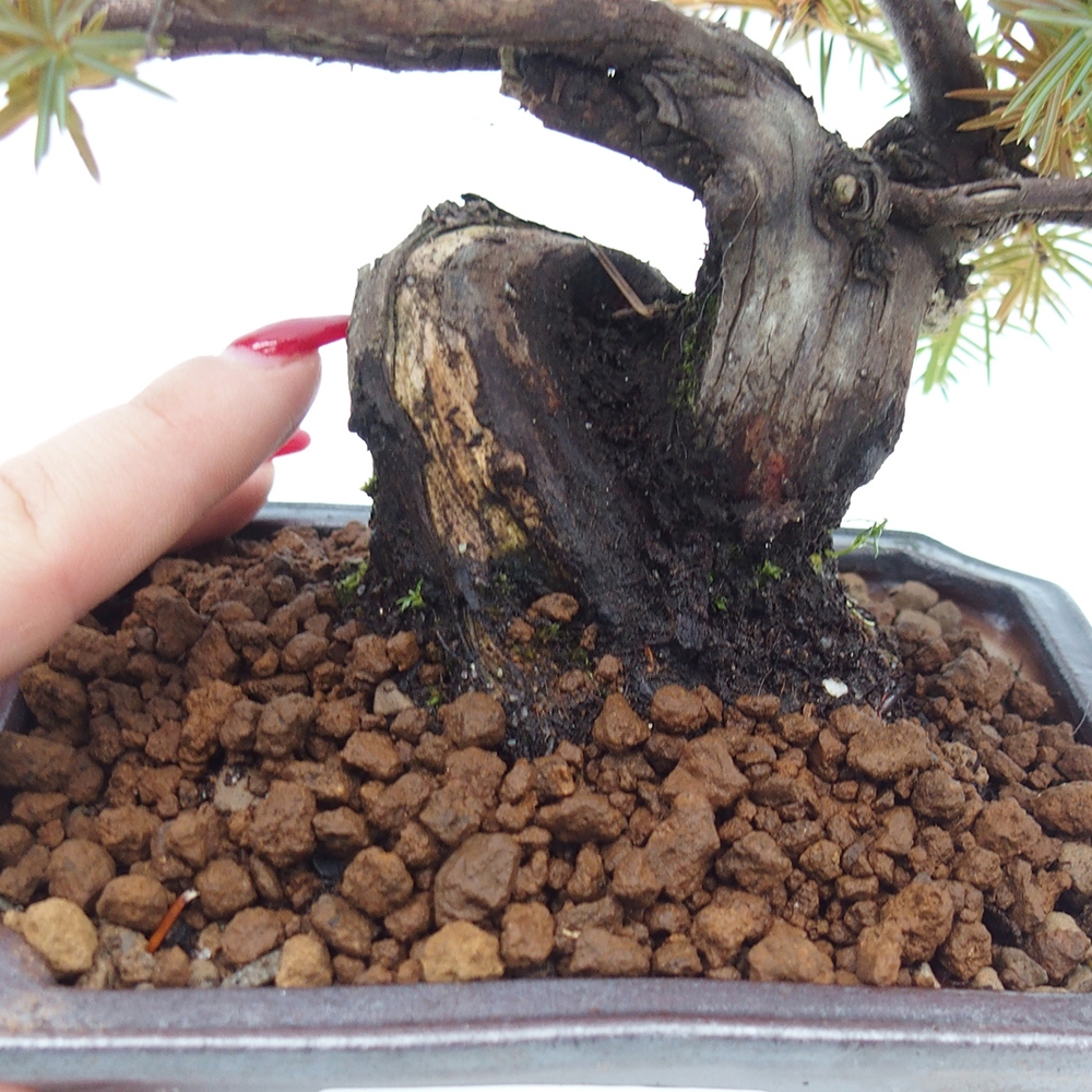 Venkovní bonsai - Jalovec rigida - Juniperus rigida