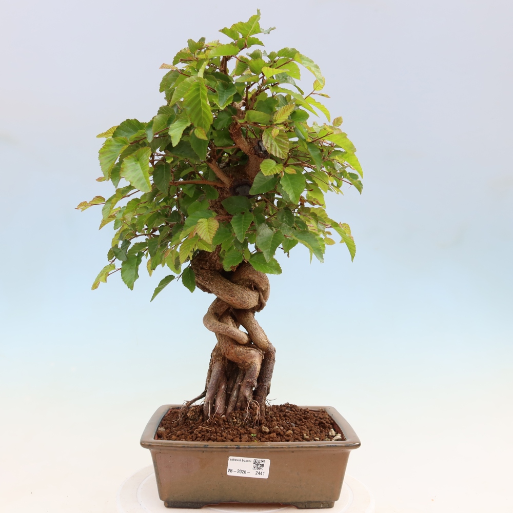 Venkovní bonsai -Carpinus Coreana - Habr korejský