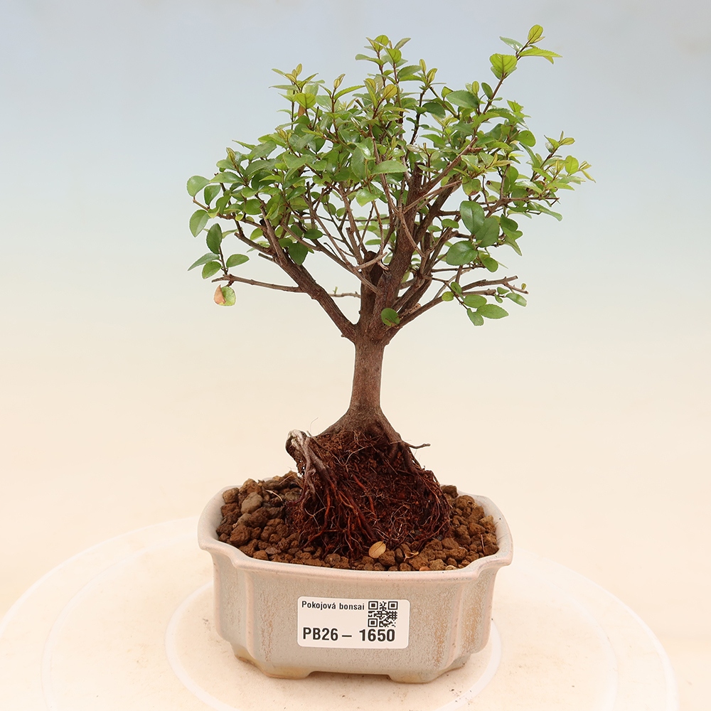 Pokojová bonsai - Sagerécie thea - Sagerécie thea
