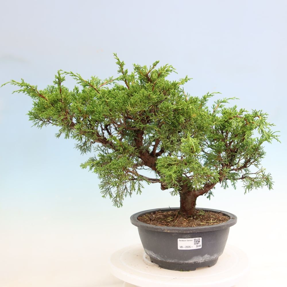 Venkovní bonsai - Juniperus chinensis Itoigawa-Jalovec čínský