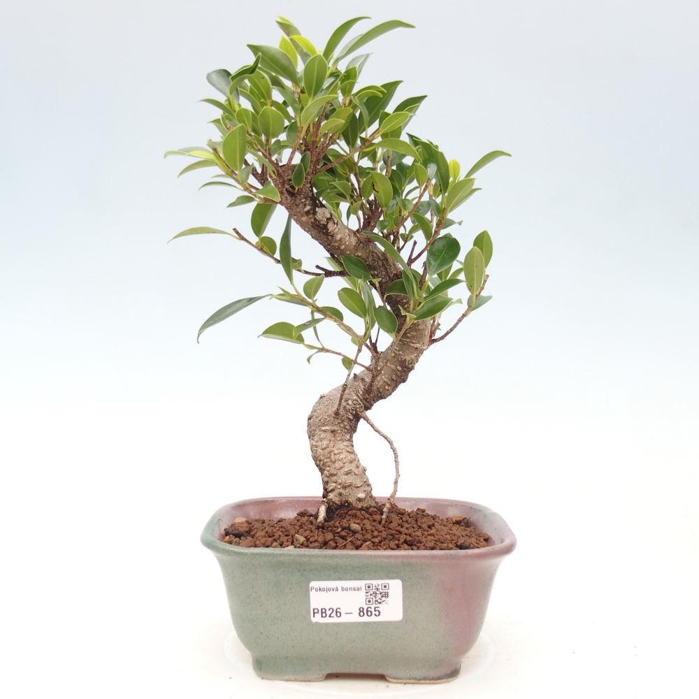 Pokojová bonsai - Ficus retusa -  malolistý fíkus