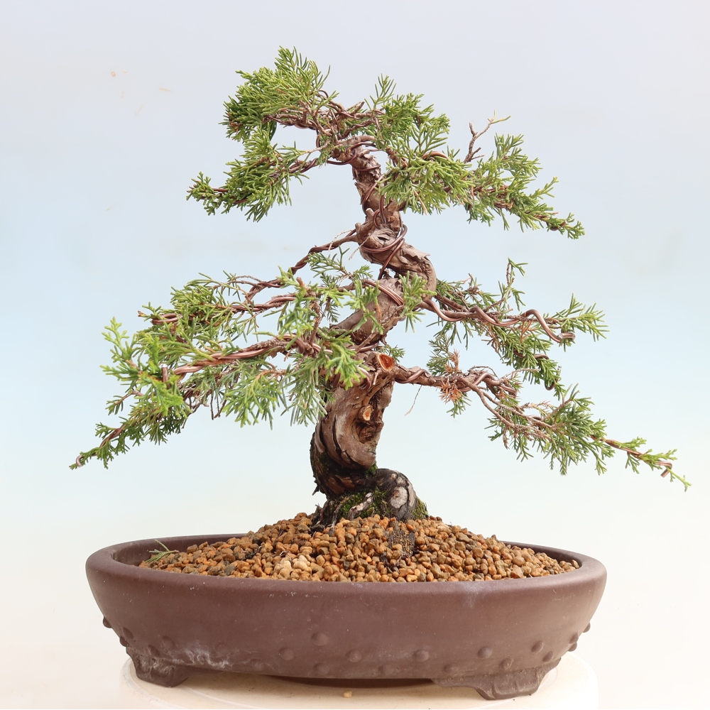 Venkovní bonsai - Juniperus chinensis Itoigawa-Jalovec čínský