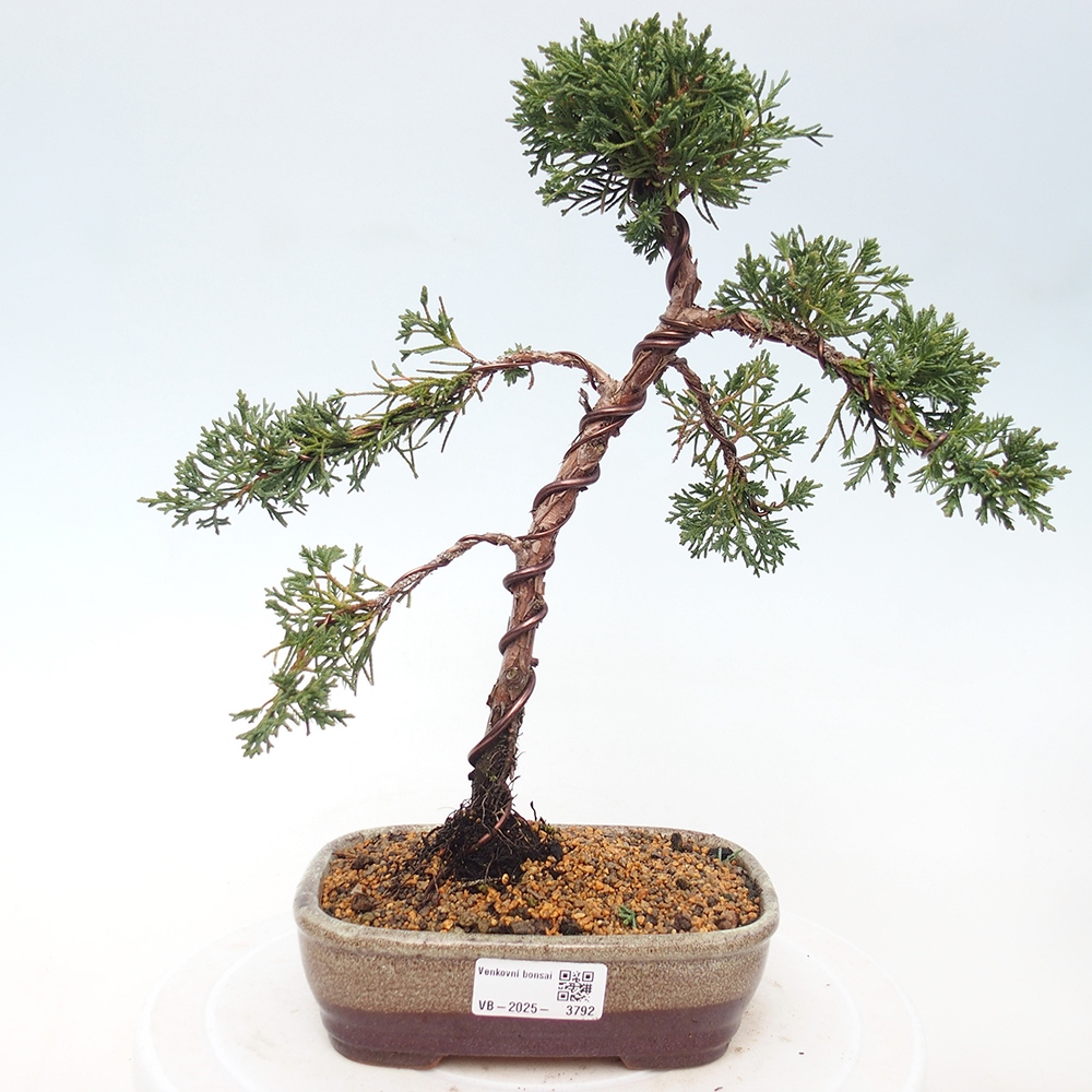 Venkovní bonsai - Juniperus chinensis Kishu -Jalovec čínský
