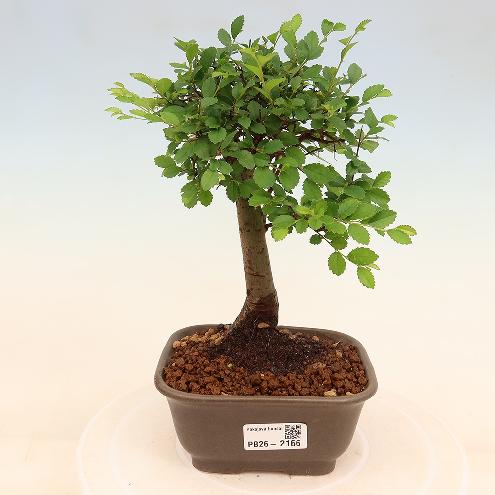 Pokojová bonsai - Ulmus parvifolia - Malolistý jilm