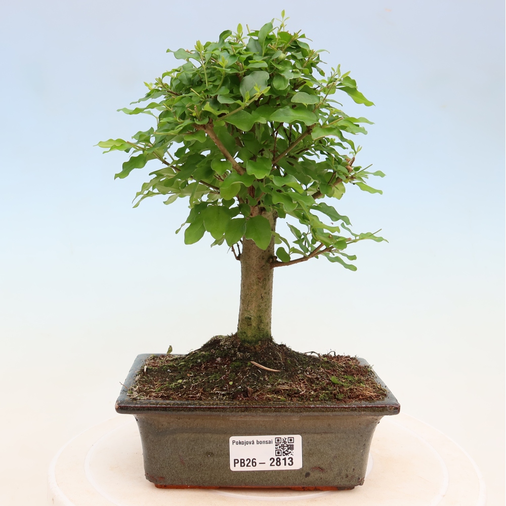 Pokojová bonsai -Ligustrum chinensis - Ptačí zob
