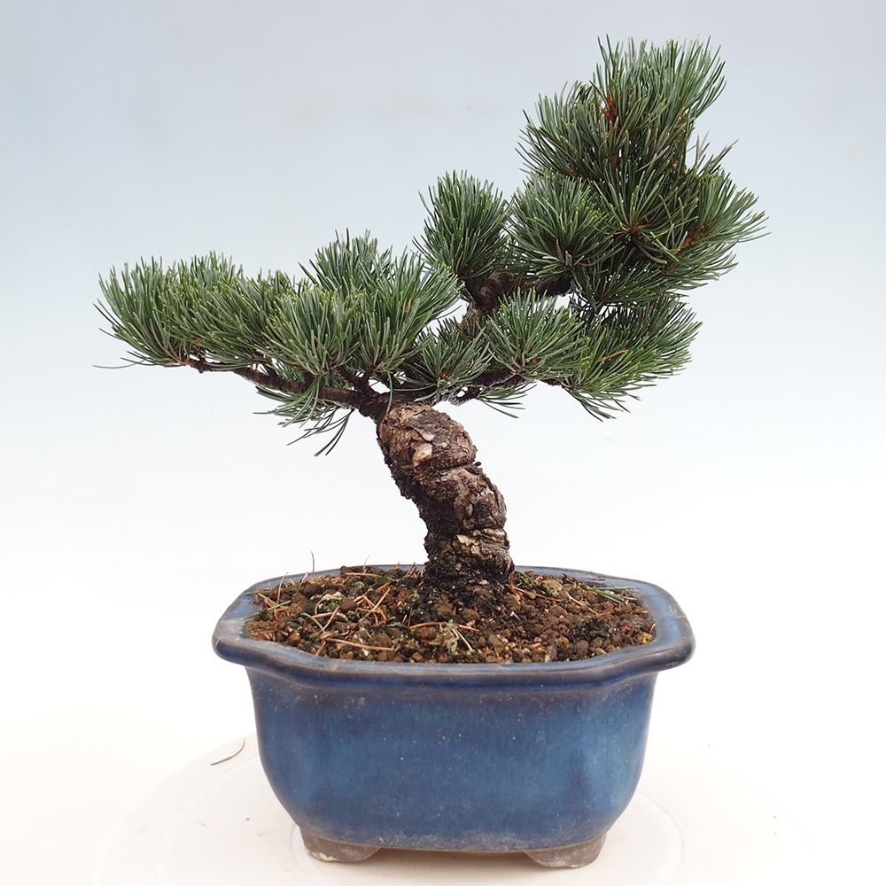 Venkovní bonsai - Pinus parviflora - Borovice drobnokvětá