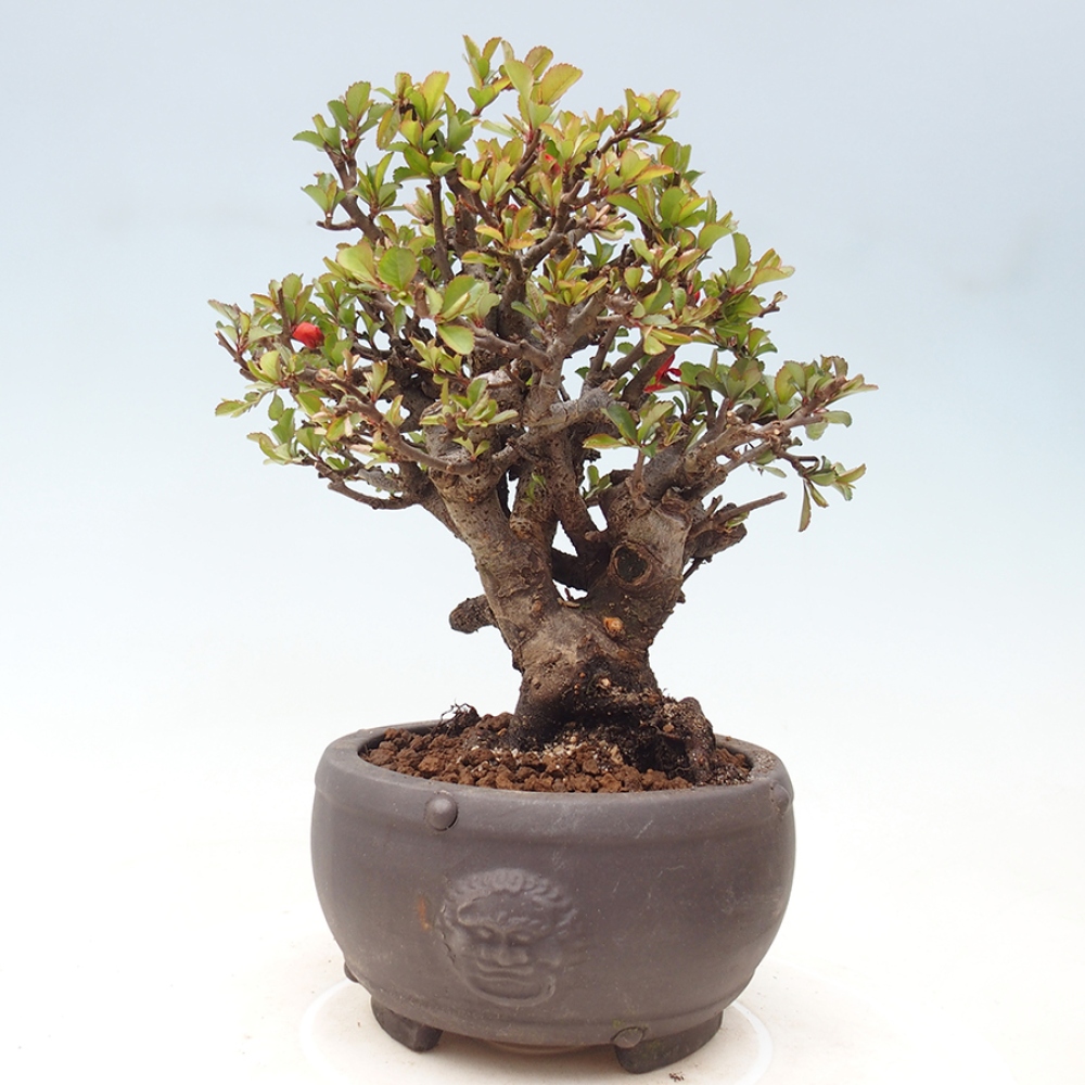 Venkovní  bonsai -  Chaneomeles speciosa - Kdoulovec ozdobný