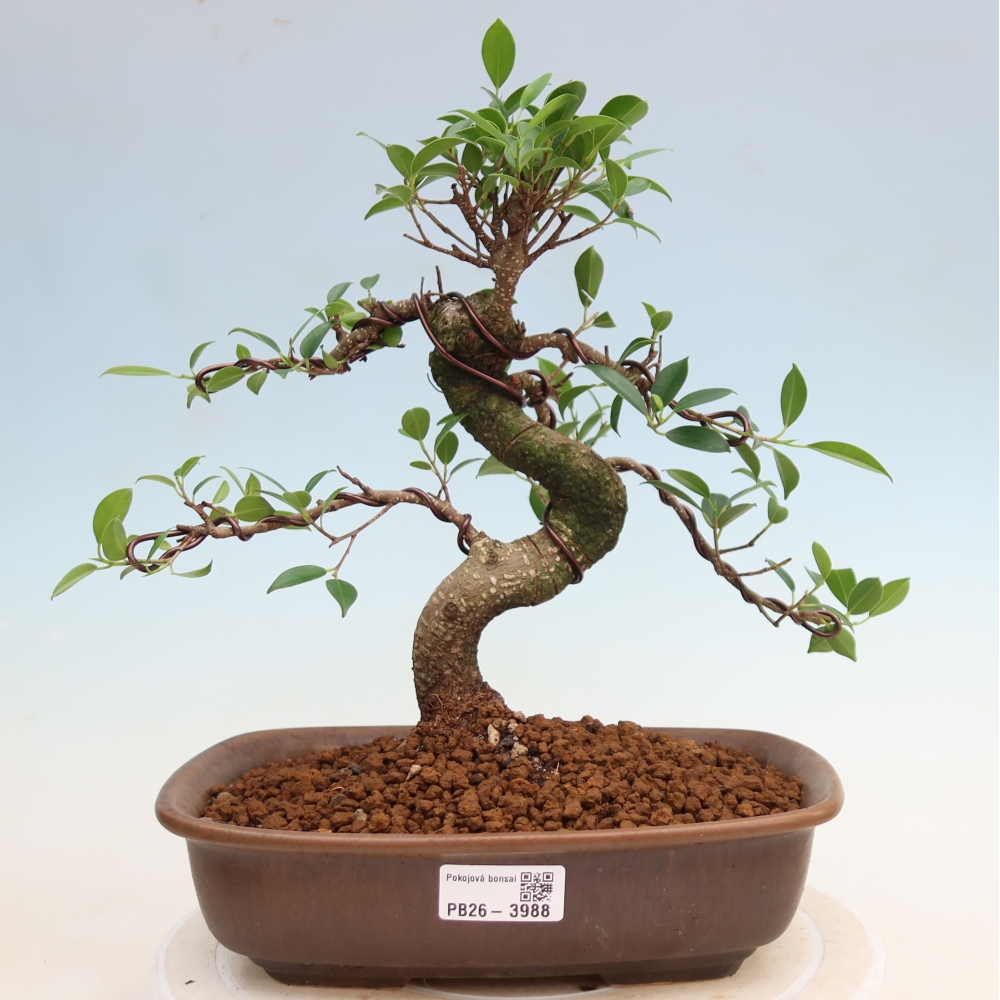 Pokojová bonsai - Ficus kimmen -  malolistý fíkus