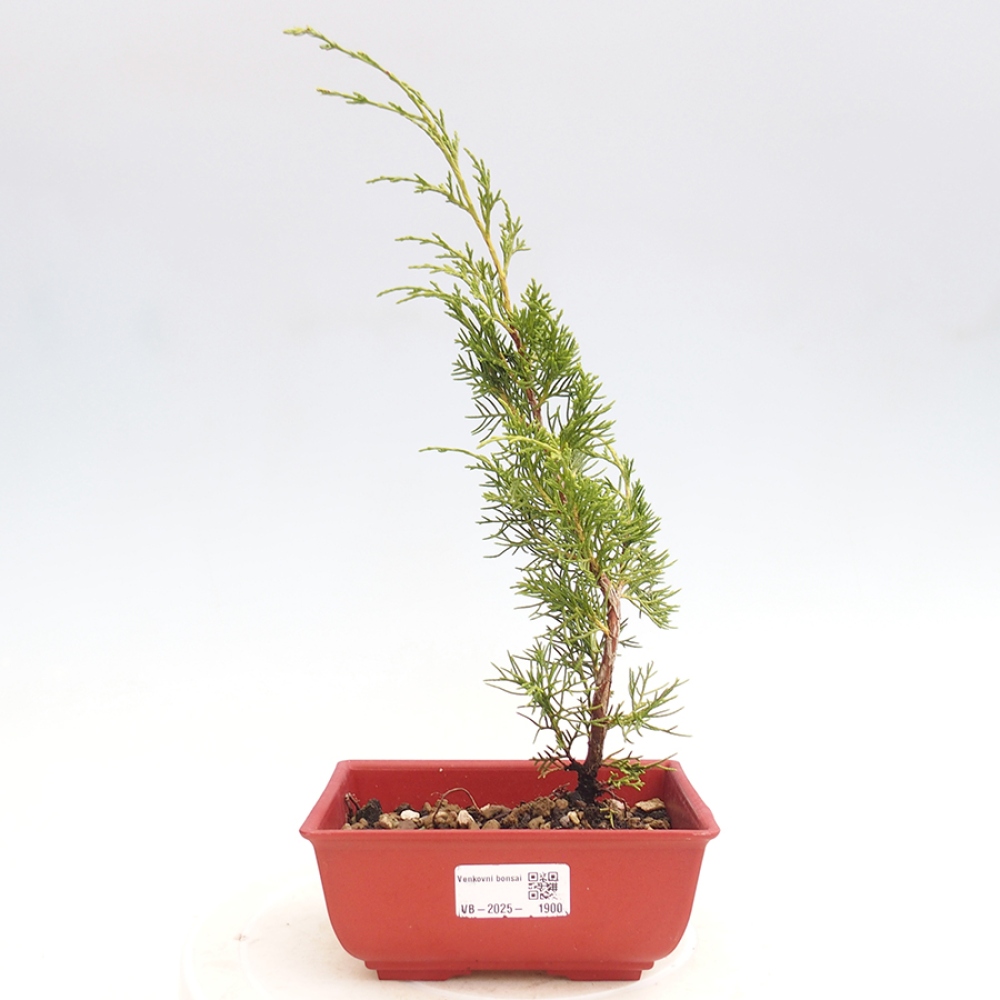 Venkovní bonsai - Juniperus chinensis Itoigawa -Jalovec čínský