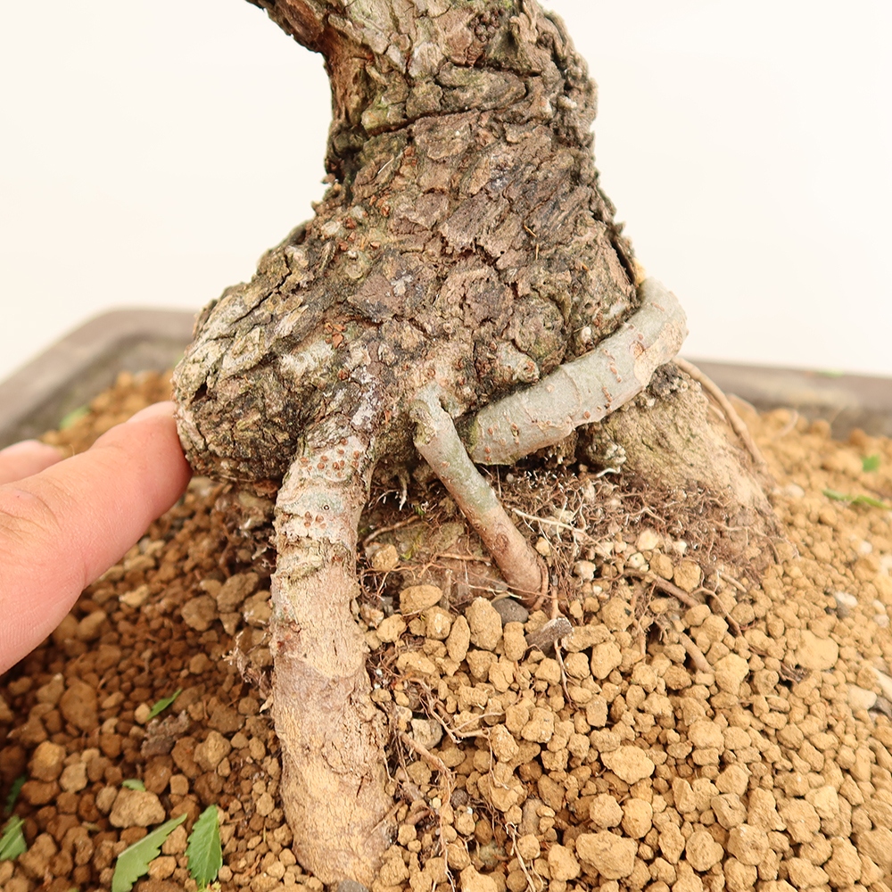 Venkovní bonsai - Zelkova - Zelkova NIRE