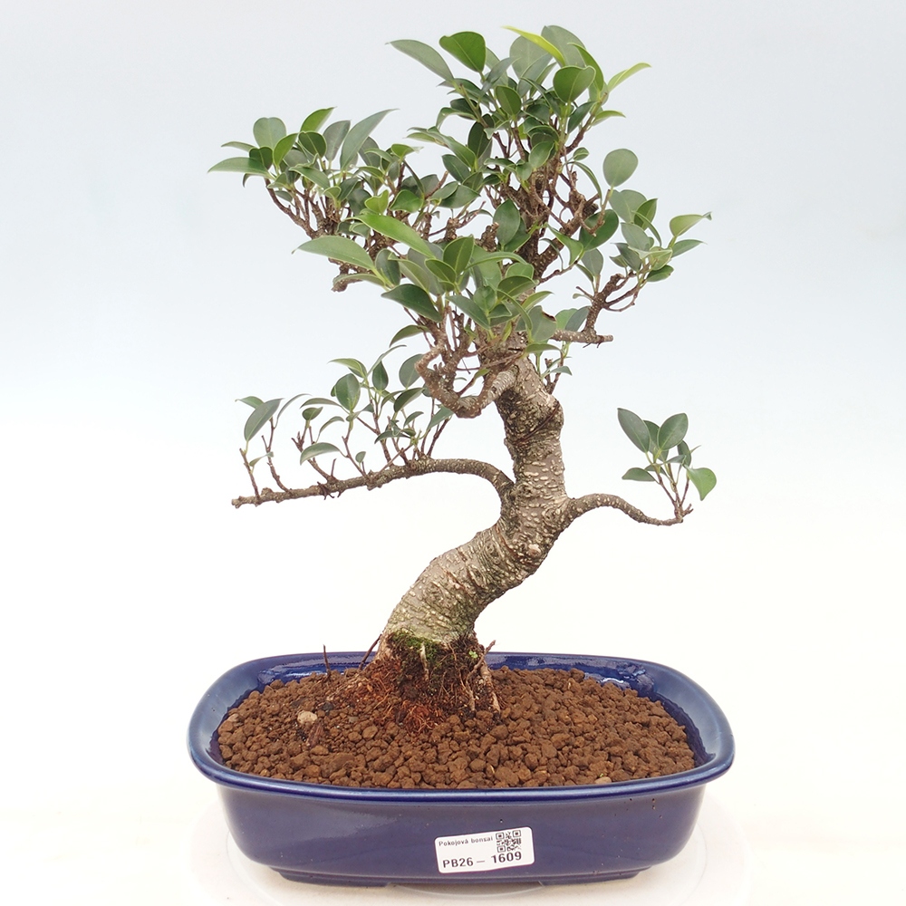 Pokojová bonsai - Ficus kimmen -  malolistý fíkus