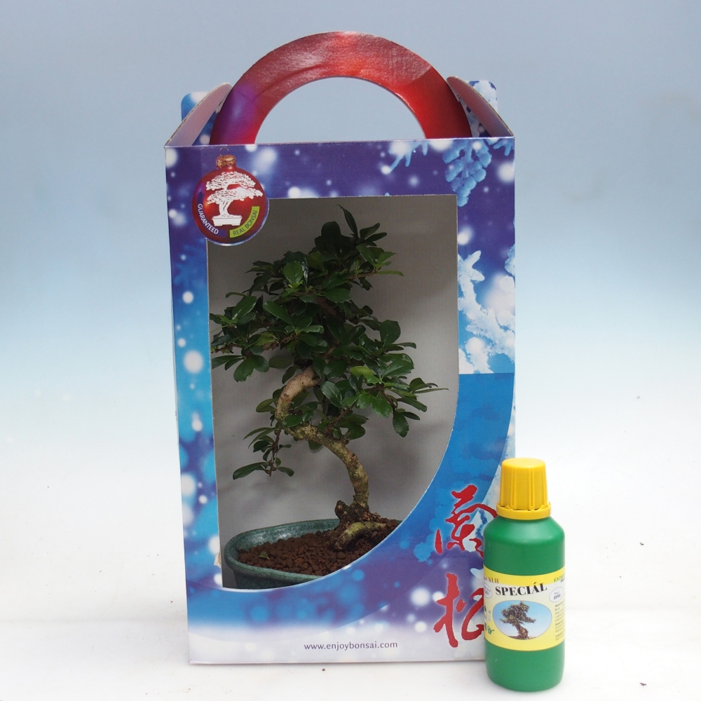 Pokojová bonsai v dárkové krabičce Carmona microphylla - Čaj fuki