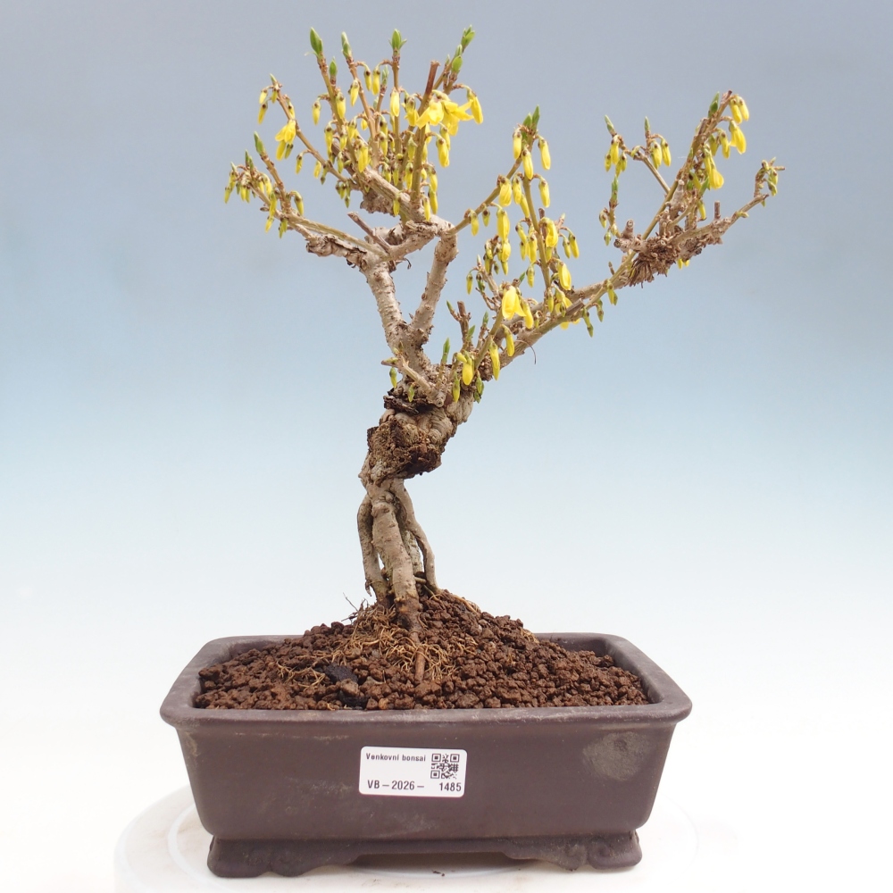 Venkovní bonsai - Zlatice - Forsythia koreana