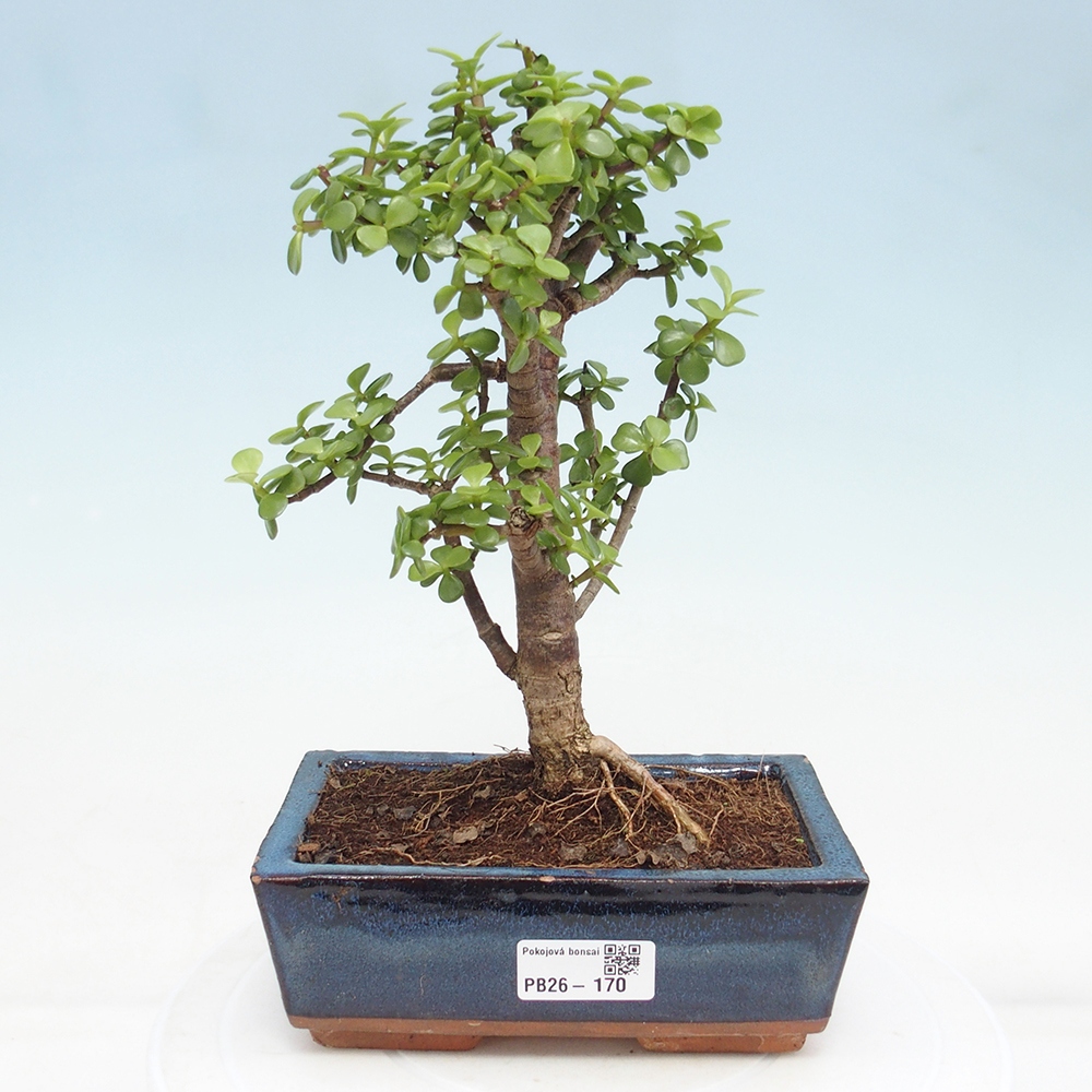 Pokojová bonsai - Portulakaria Afra - Tlustice