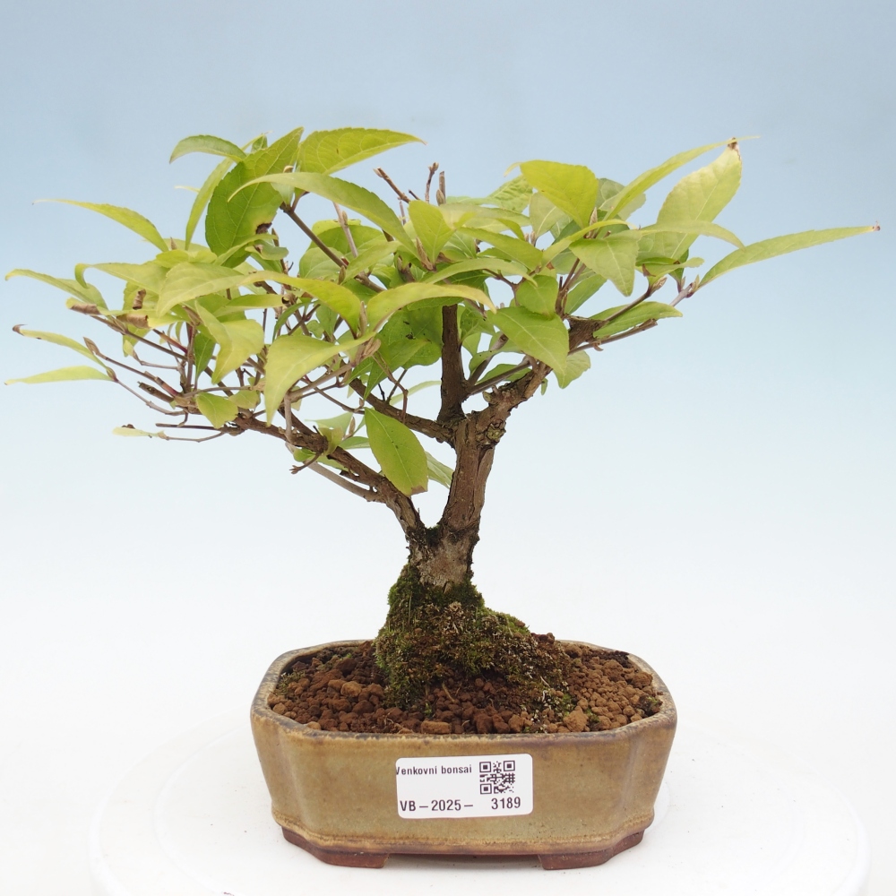 Venkovní bonsai - krásnoplodka - Callicarpa japonica