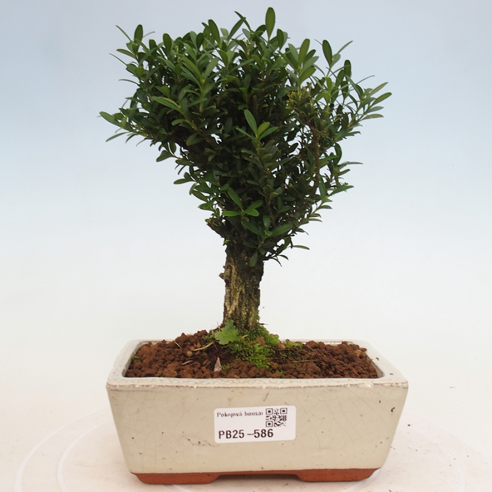 Pokojová bonsai - Buxus harlandii - korkový buxus