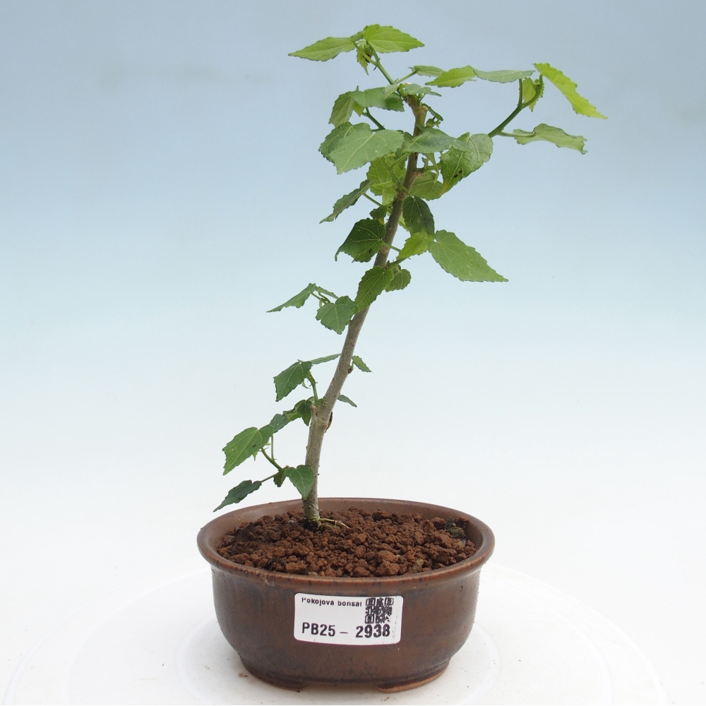 Pokojová bonsai - Malvaviscus arboreus - ibiškovec dřevnatý