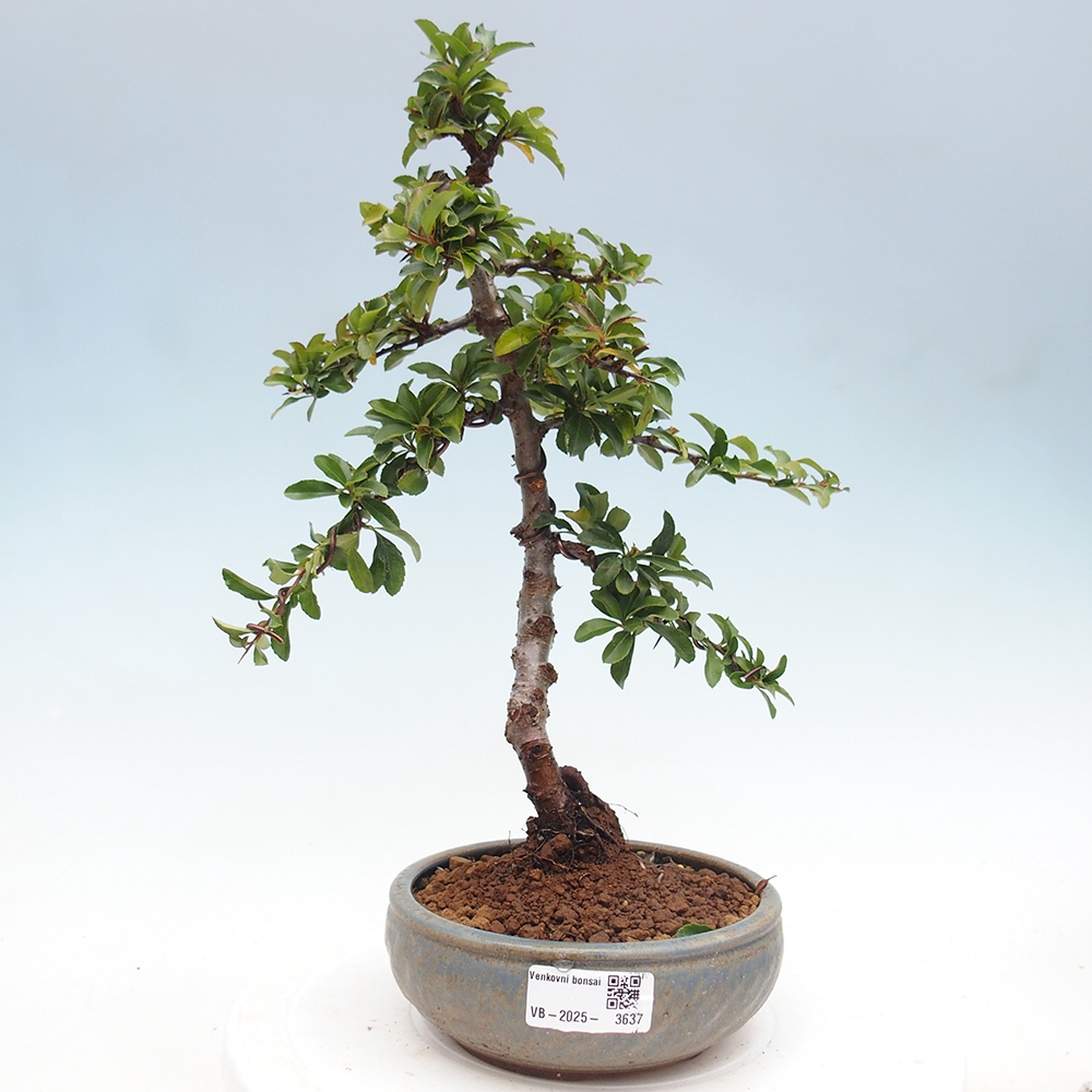 Venkovní bonsai-Pyracanta Teton -Hlohyně