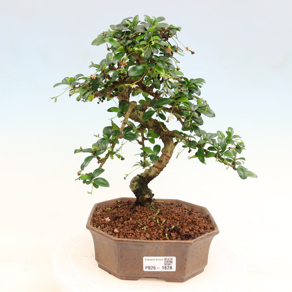 Pokojová bonsai - Carmona macrophylla - Čaj fuki