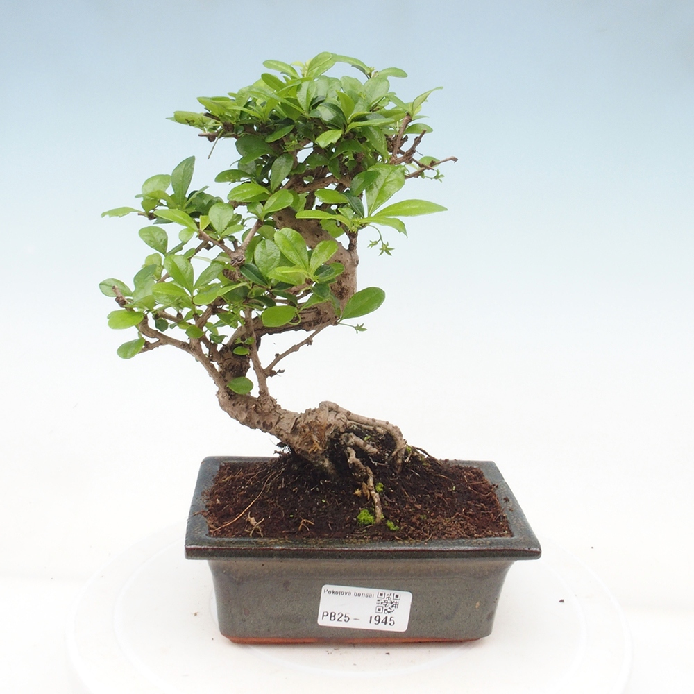 Pokojová bonsai - Carmona macrophylla - Čaj fuki