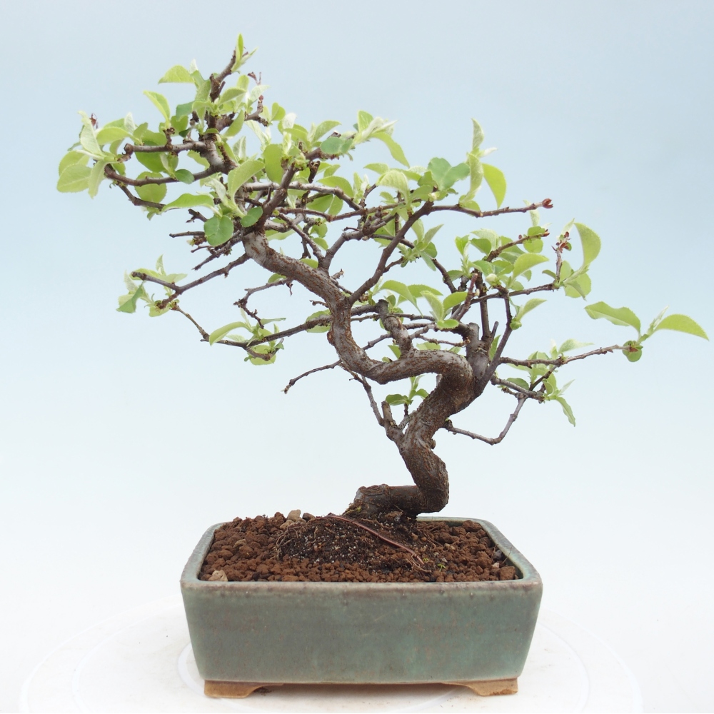 Venkovní  bonsai -  Chaneomeles chinensis - Kdoulovec čínsky